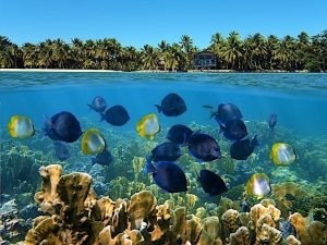 Sobre y bajo el agua con un banco de peces tropicales en un arrecife de coral y costa con cocoteros y una casa en el horizonte, mar Caribe